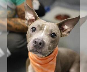 American Staffordshire Terrier Dogs for adoption in San Antonio, TX, USA