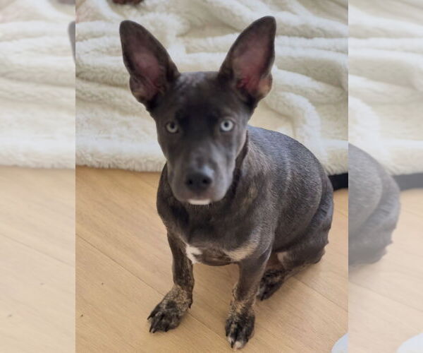 Medium Photo #4 Mutt Puppy For Sale in Dana Point, CA, USA