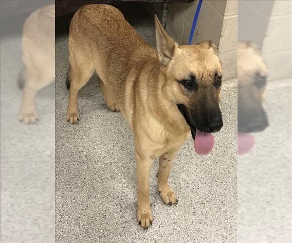 Medium Photo #1 German Shepherd Dog Puppy For Sale in Conroe, TX, USA