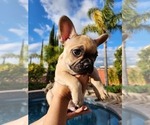 Small Photo #5 French Bulldog Puppy For Sale in TEMECULA, CA, USA