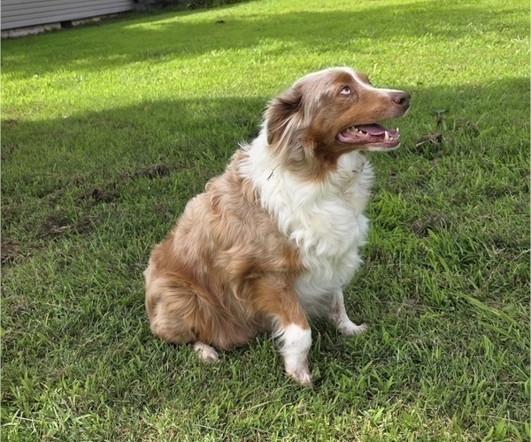 Medium Photo #1 Miniature Australian Shepherd Puppy For Sale in EVERTON, MO, USA