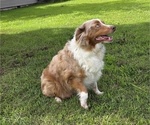 Small Photo #1 Miniature Australian Shepherd Puppy For Sale in EVERTON, MO, USA