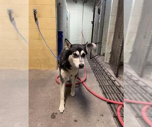 Siberian Husky Dogs for adoption in Stockton, CA, USA
