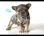 Puppy Smores French Bulldog