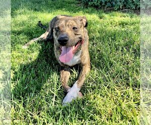 Jinx - Female American Pit Bull Terrier-Unknown Mix Dog for Adoption - Photo #2