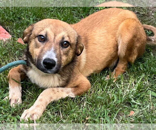 Medium Photo #4 Mutt Puppy For Sale in Tarboro, NC, USA