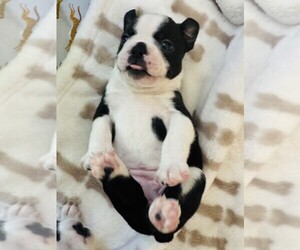 Medium Boston Terrier