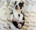 Puppy 6 Boston Terrier