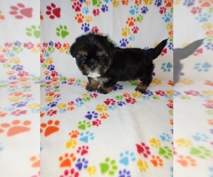 Shorkie Tzu Puppy for Sale in LAPEER, Michigan USA