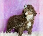 Small #3 Poodle (Miniature)