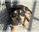 Small Australian Kelpie Mix