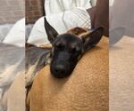 Small #3 German Shepherd Dog Mix