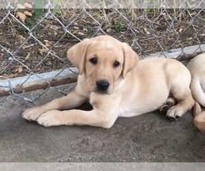 Labrador Retriever Puppy for sale in SACRED HEART, MN, USA