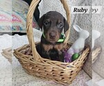 Puppy Ruby Doberman Pinscher