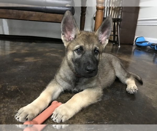 Medium Photo #1 German Shepherd Dog Puppy For Sale in ROSHARON, TX, USA