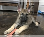 Small Photo #1 German Shepherd Dog Puppy For Sale in ROSHARON, TX, USA