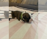 Small Photo #6 Boxer Puppy For Sale in WAUCHULA, FL, USA