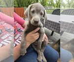 Puppy Hawthorn Labrador Retriever