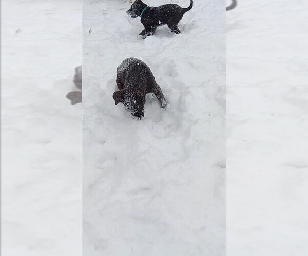 Medium Photo #4 Labrador Retriever Puppy For Sale in garner, NC, USA