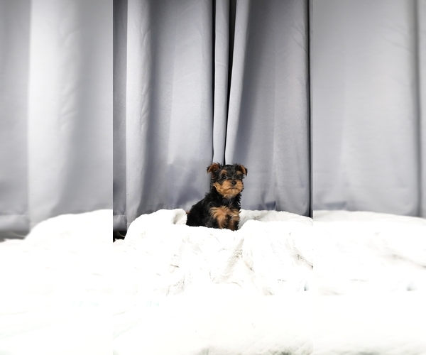 Medium Photo #1 Yorkipoo Puppy For Sale in FENTON, MI, USA