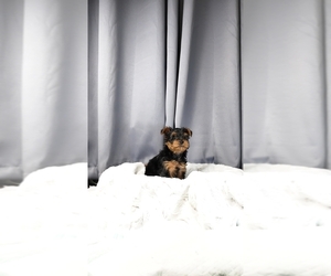 Yorkipoo Puppy for sale in FENTON, MI, USA