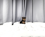 Image preview for Ad Listing. Nickname: Teddy