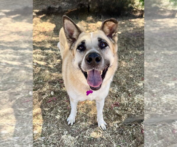 Medium Photo #1 Mutt Puppy For Sale in Marina Del Rey, CA, USA