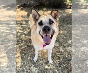 Mutt Dogs for adoption in Marina Del Rey, CA, USA
