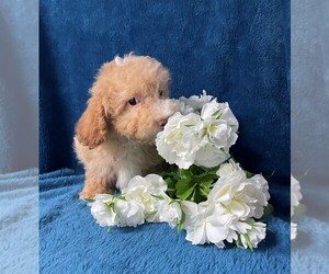 Poodle (Toy) Puppy for sale in BARNESVILLE, KS, USA