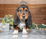 Small #1 Basset Hound