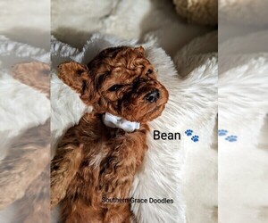 Medium Goldendoodle (Miniature)