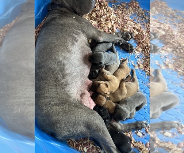 Medium Photo #1 Cane Corso Puppy For Sale in FREDERICKSBURG, VA, USA