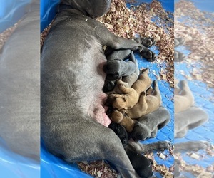 Cane Corso Puppy for sale in FREDERICKSBURG, VA, USA