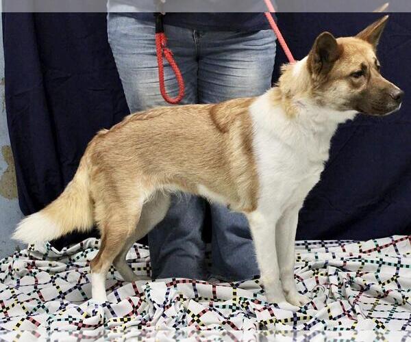 Medium Photo #2 Akita-Siberian Husky Mix Puppy For Sale in Pittsburgh, PA, USA