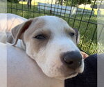 Small #2 Mutt