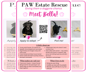 Bella - Female Chiweenie Dog for Adoption - Photo #3