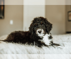 Bernedoodle Puppy for sale in LOCUST GROVE, OK, USA
