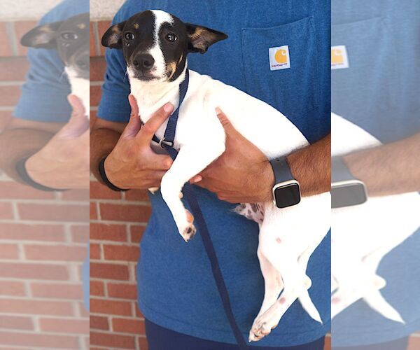 Medium Photo #2 Rat Terrier Puppy For Sale in Carrollton, TX, USA