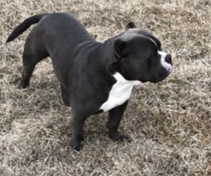 Father of the American Bully puppies born on 01/22/2022