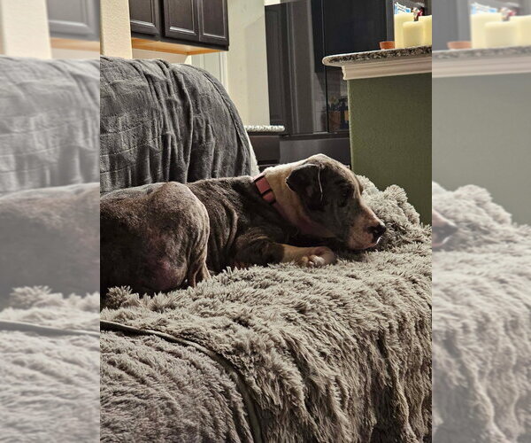 Medium Photo #3 Great Dane Puppy For Sale in Bullard, TX, USA