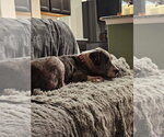 Small #2 Great Dane