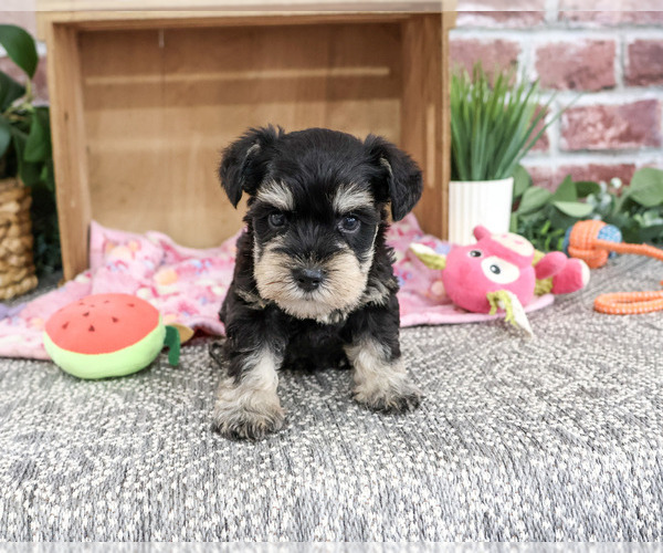 Medium Photo #3 Schnauzer (Miniature) Puppy For Sale in SYRACUSE, IN, USA