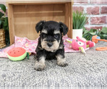 Small #2 Schnauzer (Miniature)