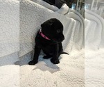 Small #1 Labrador Retriever