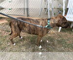 Small #2 Plott Hound Mix