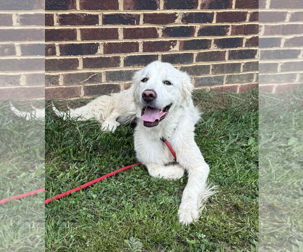 Medium Photo #2 Great Pyrenees Puppy For Sale in Croydon, NH, USA