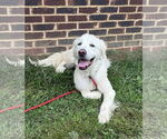 Small #1 Great Pyrenees