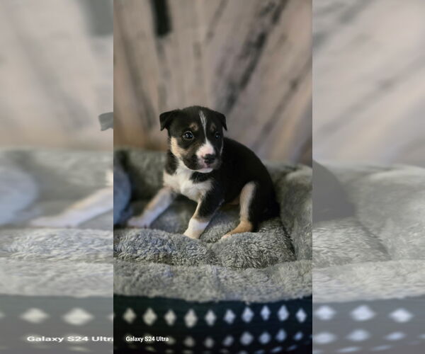 Medium Photo #1 Siberian Husky-Unknown Mix Puppy For Sale in Raleigh, NC, USA