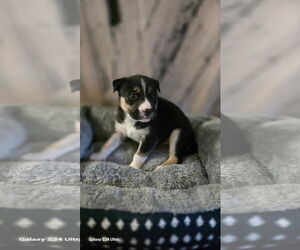 Siberian Husky-Unknown Mix Dogs for adoption in Raleigh, NC, USA