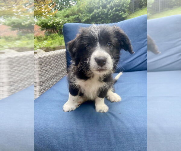 Medium Photo #1 American Pit Bull Terrier-Chihuahua Mix Puppy For Sale in Springdale, PA, USA
